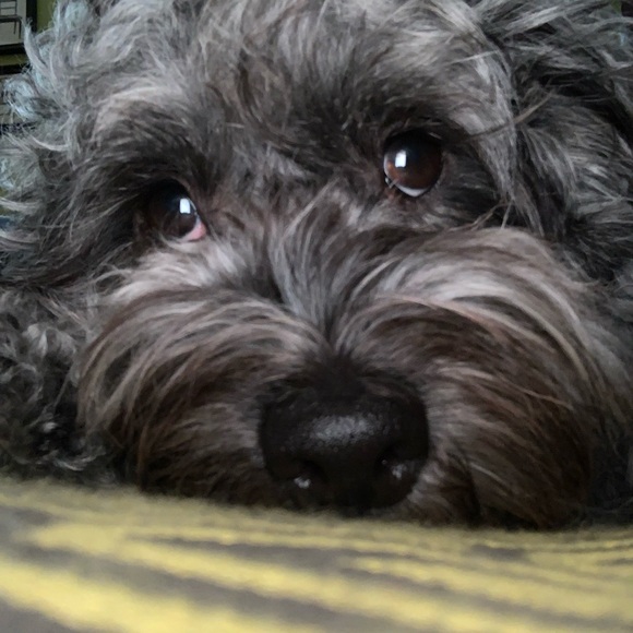 Meet your Posher, Nicky - Picture 2 of 4